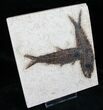 Double Knightia Fossil Fish Plate - Layer #13258-1